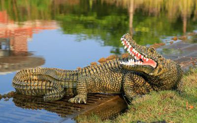 公園池塘里擺放的玻璃鋼仿真動物鱷魚雕塑