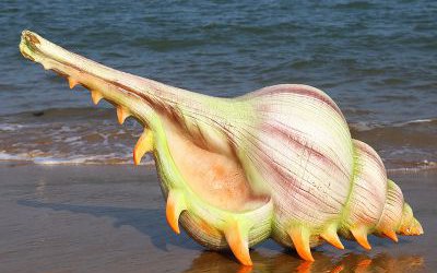 海邊廣場擺放的玻璃鋼彩繪仿真海螺雕塑